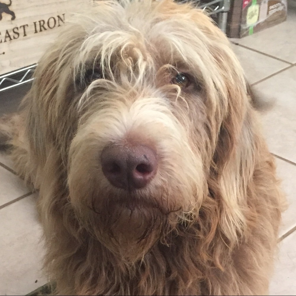 Meet your Posher, Robert